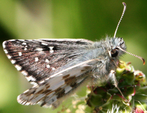 Pyrgus armoricanus - maybe or maybe not?! Pyrgus sp. e Pyrgus alveus